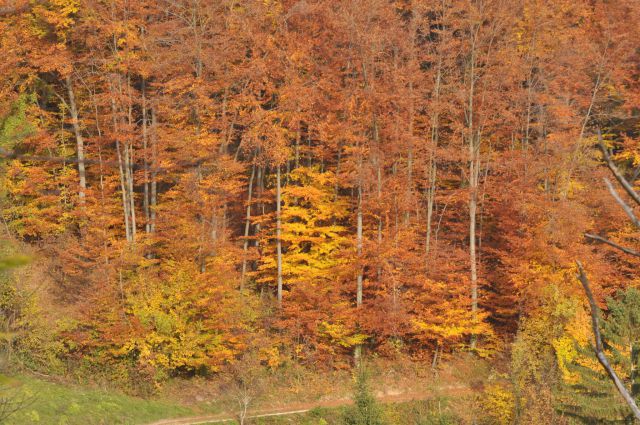 Jesen na Boču 10.11.2012 - foto