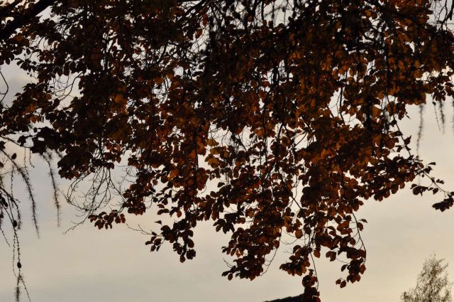 Jesen na Boču 10.11.2012 - foto