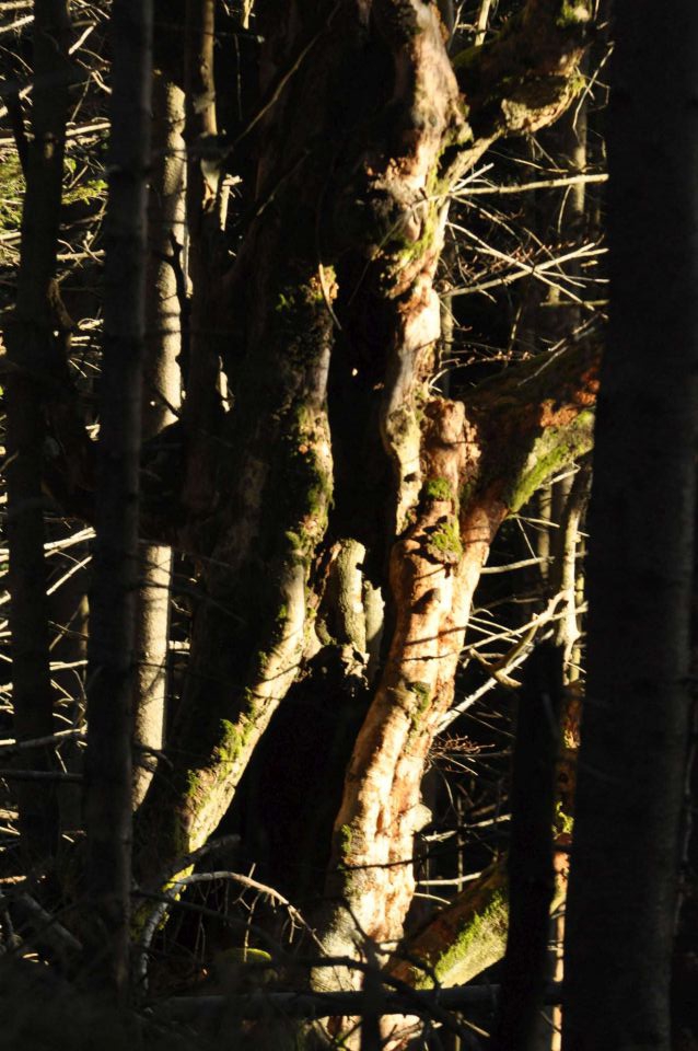 Kranjska reber 17.11.2012 - foto povečava