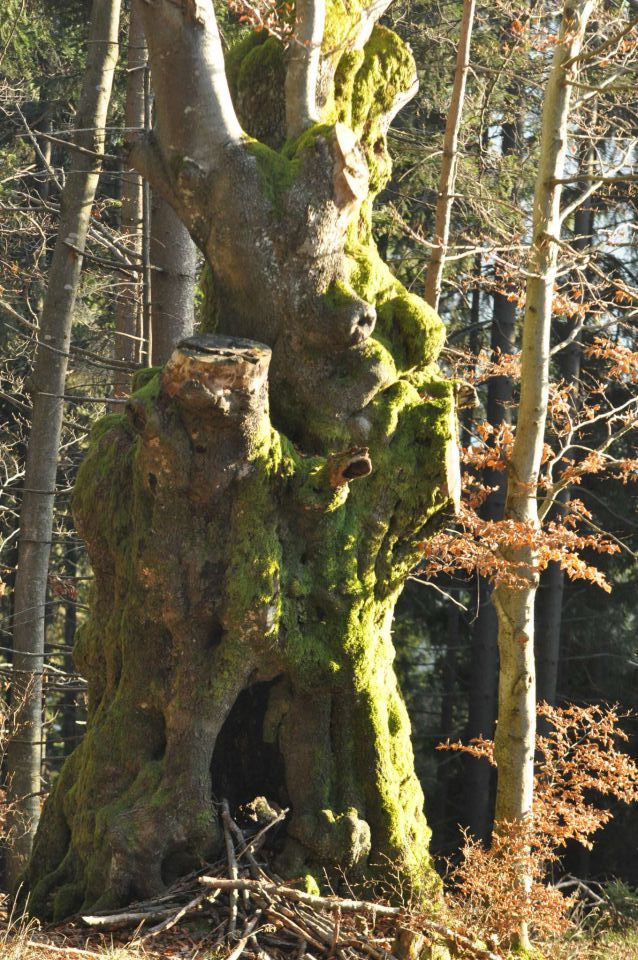 Kranjska reber 17.11.2012 - foto povečava