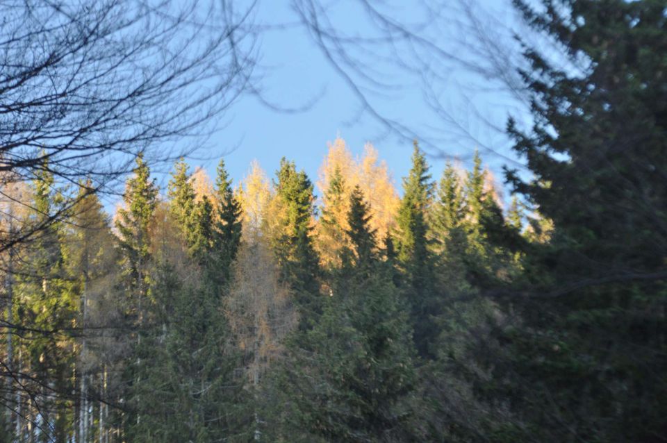 Kranjska reber 17.11.2012 - foto povečava