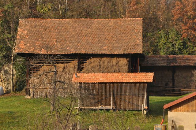 Rifnik iz Šentjurja 24.11.2012 - foto