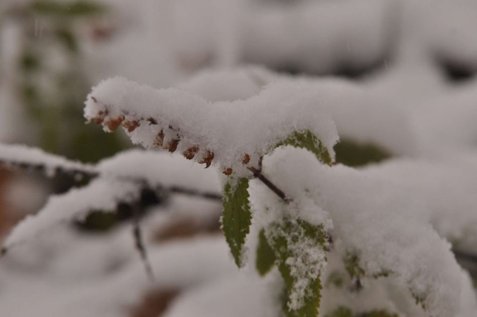 Celjska koča 2.12.2012 - foto povečava