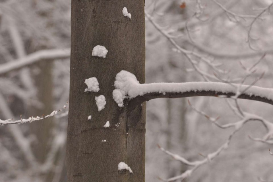 Celjska koča 2.12.2012 - foto povečava