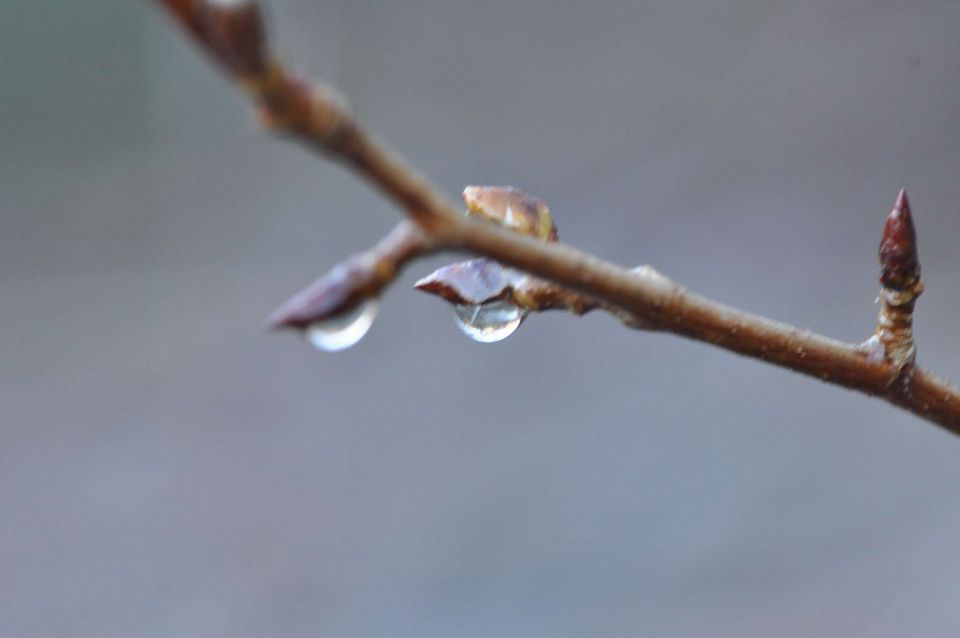 Celje sprehod skozi Mestni gozd 31.12.2012 - foto povečava