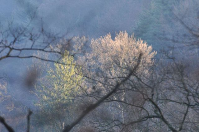 Celje sprehod skozi Mestni gozd 31.12.2012 - foto