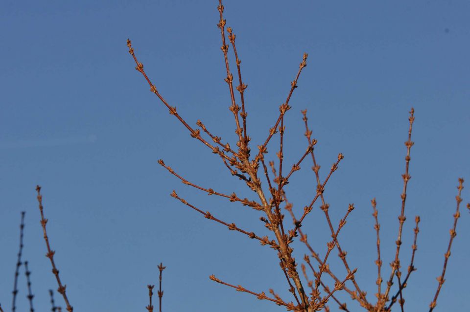 Celje sprehod skozi Mestni gozd 31.12.2012 - foto povečava