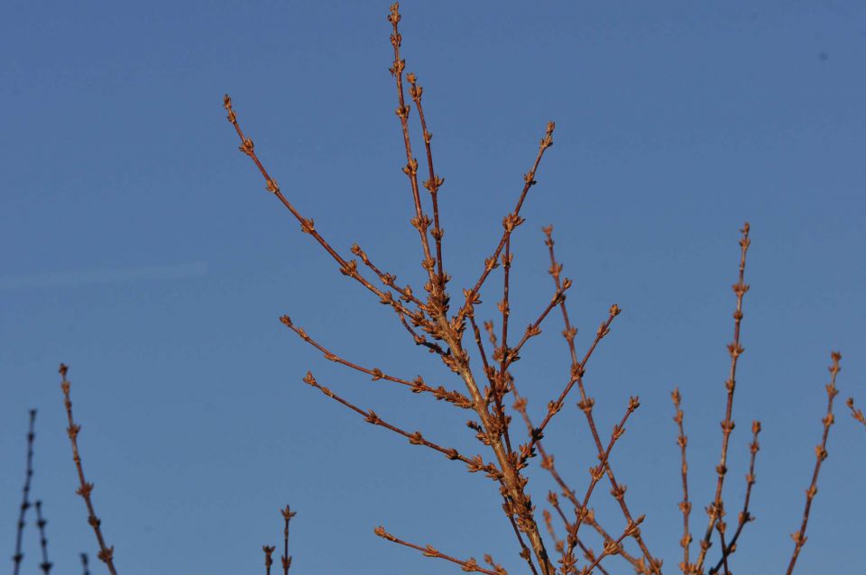 Celje sprehod skozi Mestni gozd 31.12.2012 - foto povečava