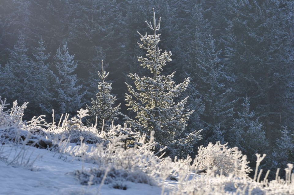 Golte 12.1.2013 - foto povečava