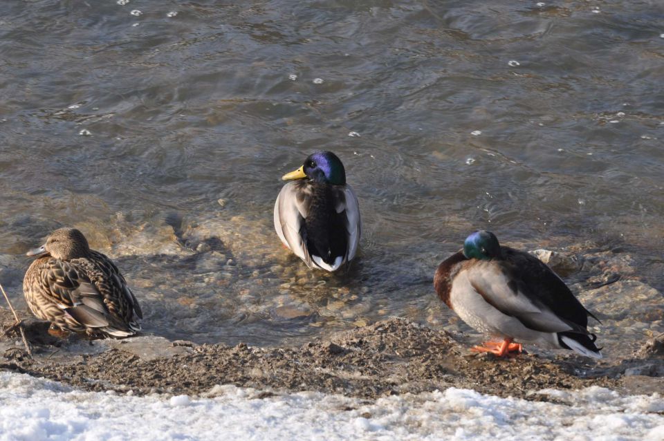 Šmartinsko jezero 26.1.2013 - foto povečava