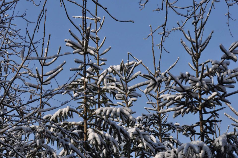 Šmartinsko jezero 26.1.2013 - foto povečava