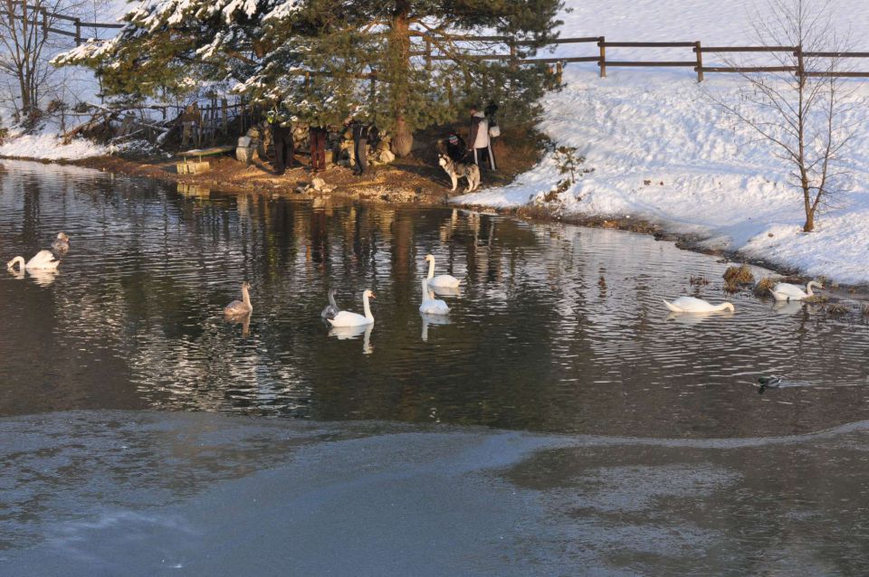 Šmartinsko jezero 26.1.2013 - foto povečava