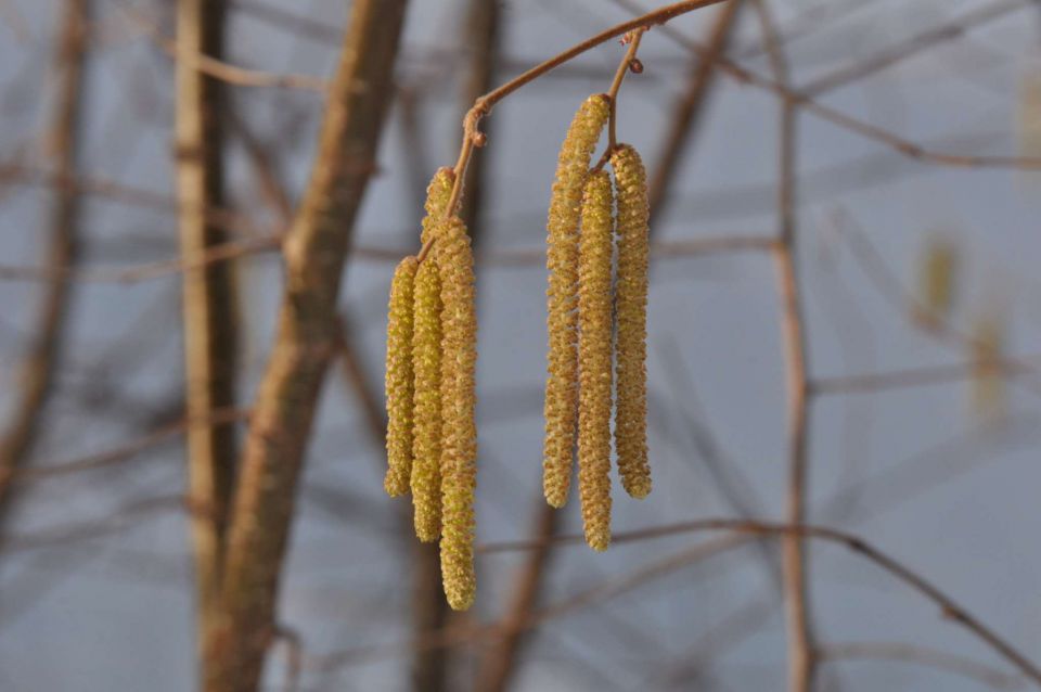 Pust, pohod Celjska koča 16.2.2013 - foto povečava