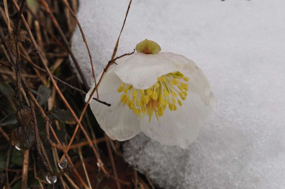 Velika noč 31.3.2013 - foto povečava