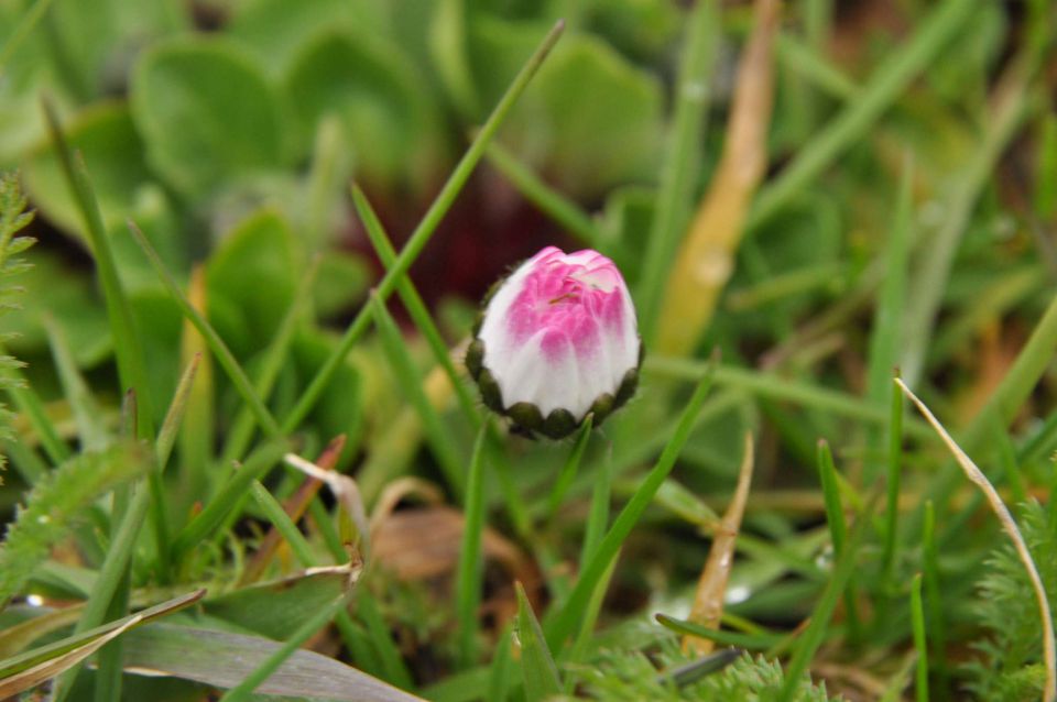 Pečica sledovi pomladi 6.4.2013 - foto povečava