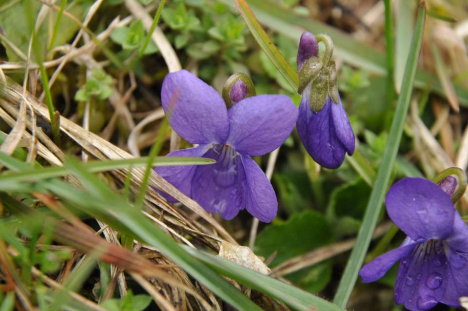 Pečica sledovi pomladi 6.4.2013 - foto povečava