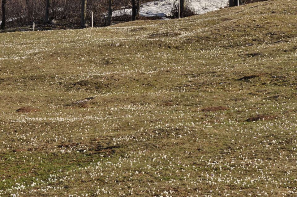 Čaven 14.4.2013 - foto povečava