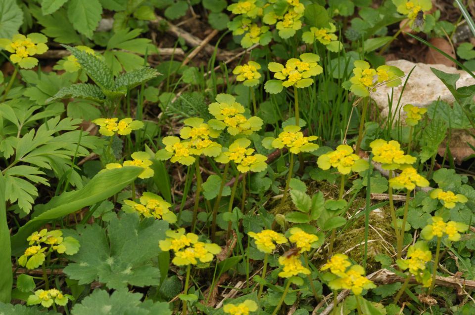 Savinsjka 27.4.2013 - foto povečava