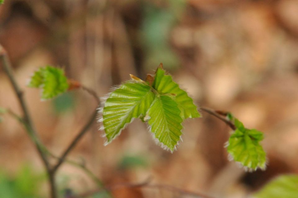 Savinsjka 27.4.2013 - foto povečava