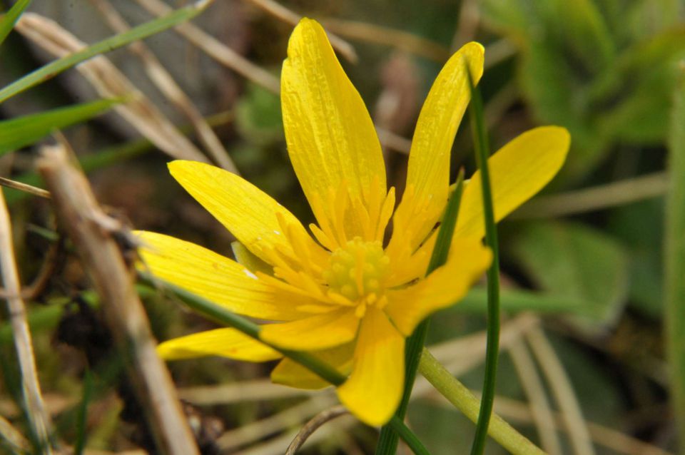 Savinsjka 27.4.2013 - foto povečava