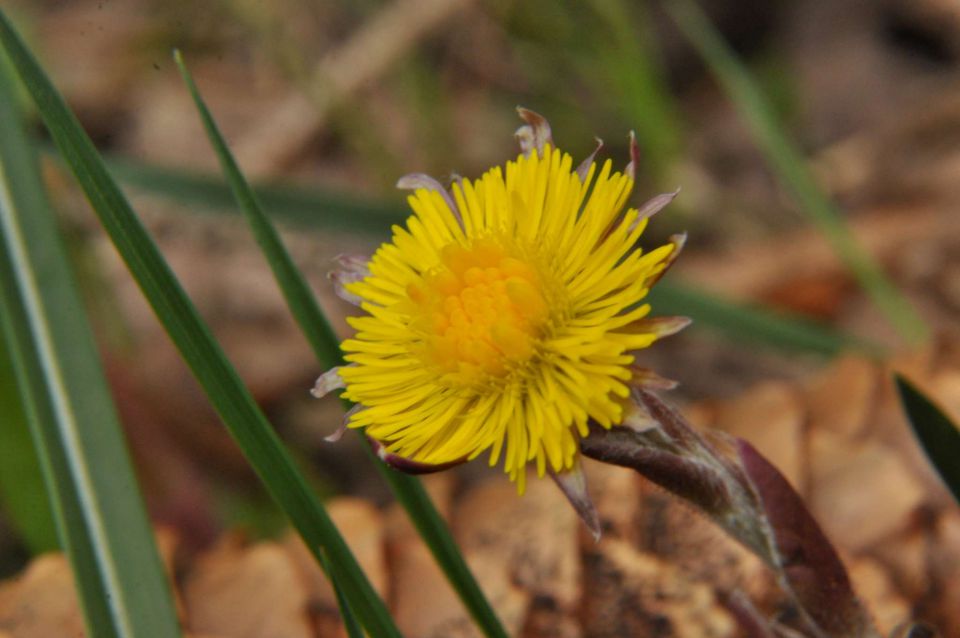 Savinsjka 27.4.2013 - foto povečava