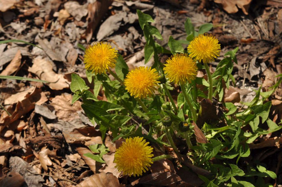 Pomlad na Boču WF 28.4.2013 - foto povečava