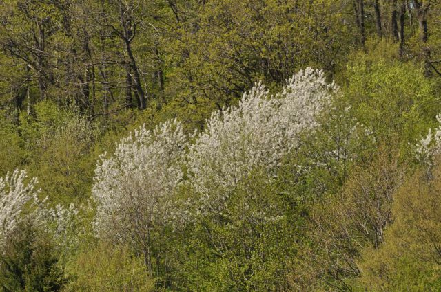 Pomlad na Boču WF 28.4.2013 - foto