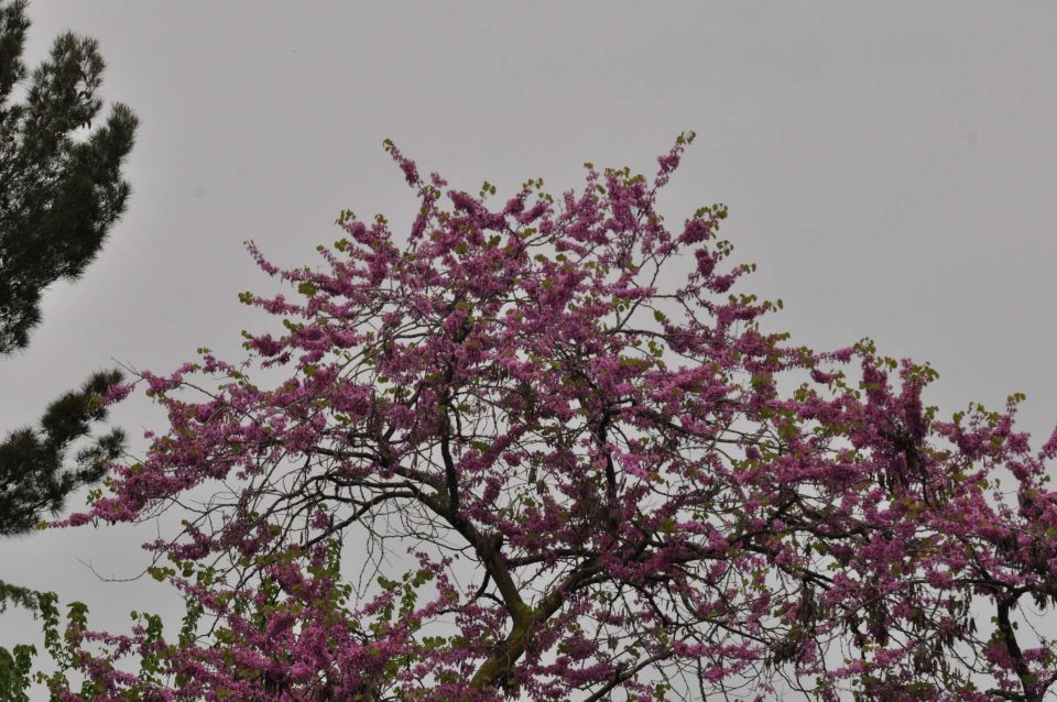 Poreč 30.4.2013 - foto povečava