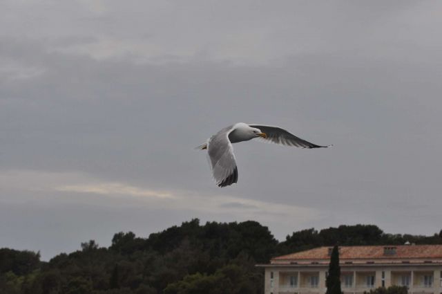 Galebi 2.5.2013 - foto