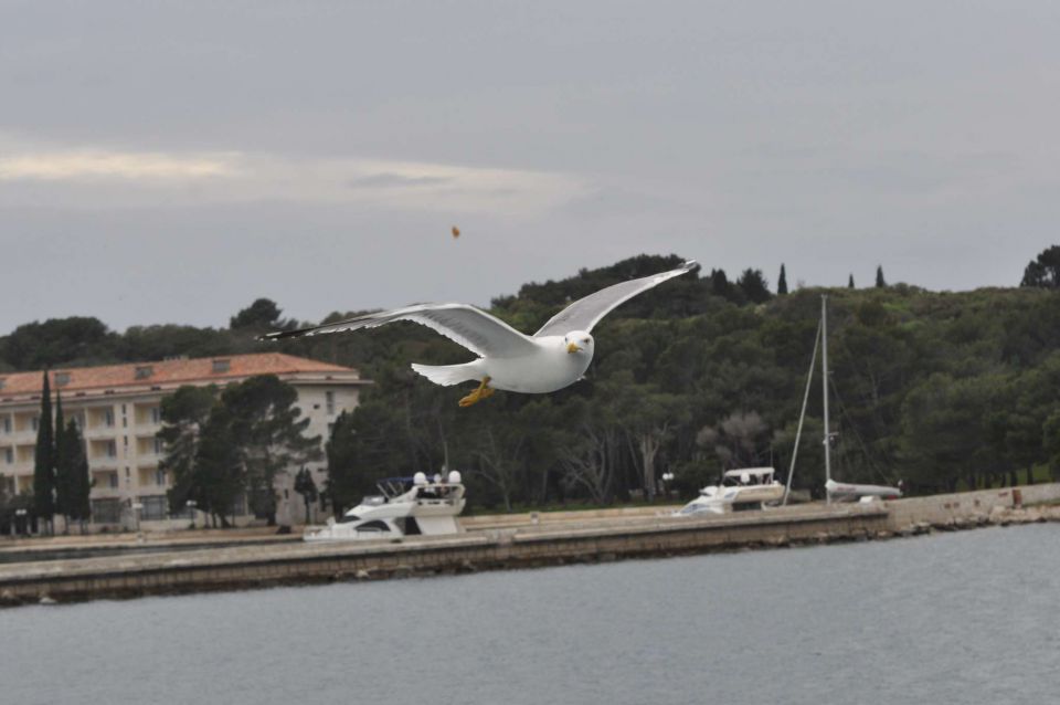 Galebi 2.5.2013 - foto povečava