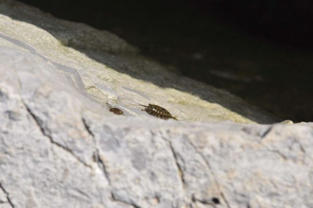 Fažana, Zelena laguna, Savudrija 3.5.2013 - foto