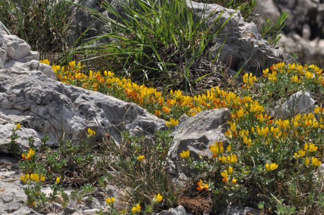 Fažana, Zelena laguna, Savudrija 3.5.2013 - foto