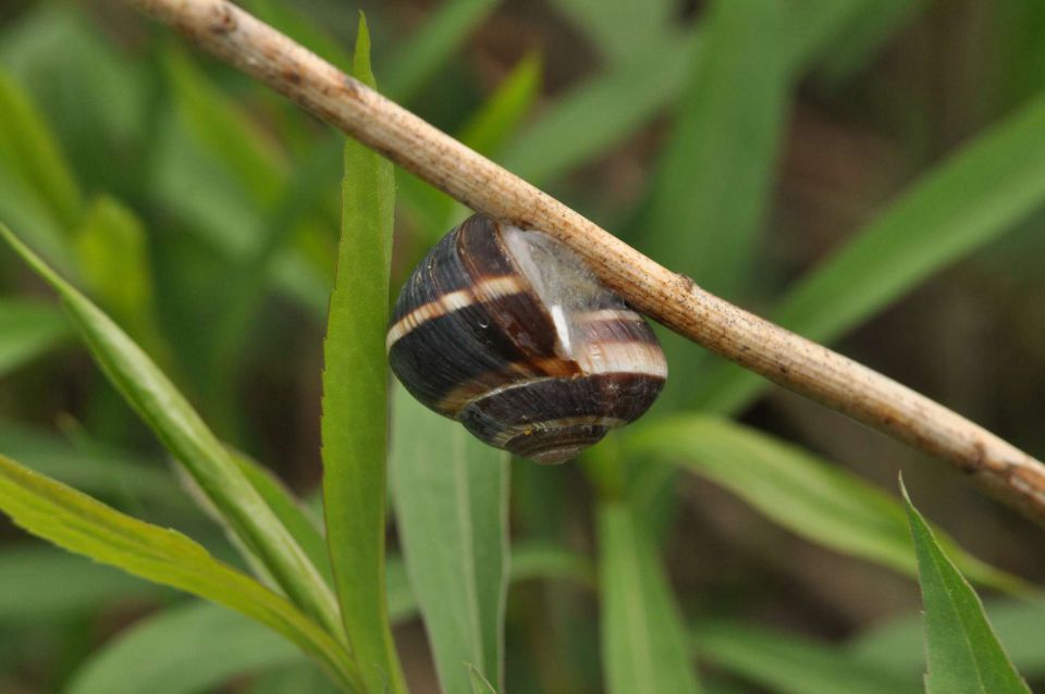 Ribnik Vrbje, eko park 4.5.2013 - foto povečava