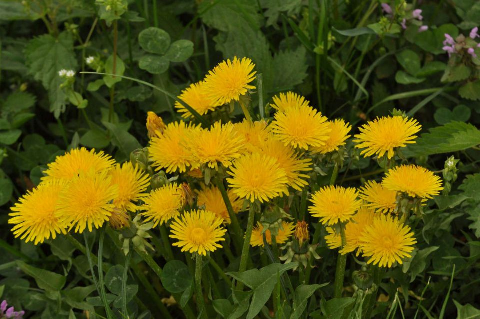 Ribnik Vrbje, eko park 4.5.2013 - foto povečava