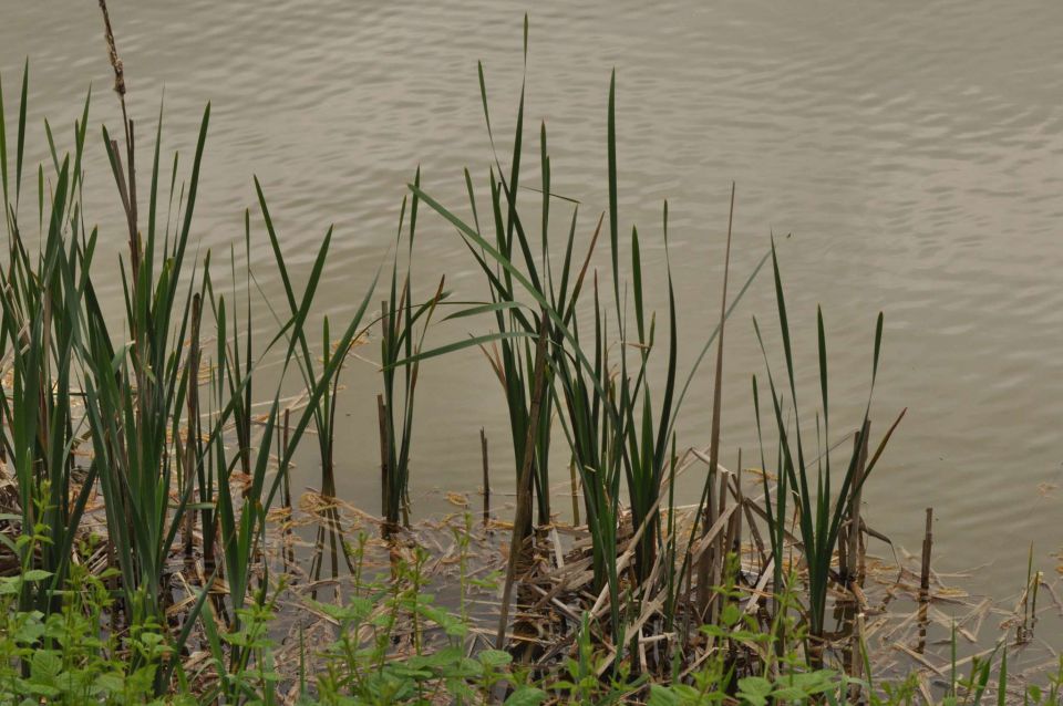 Ribnik Vrbje, eko park 4.5.2013 - foto povečava