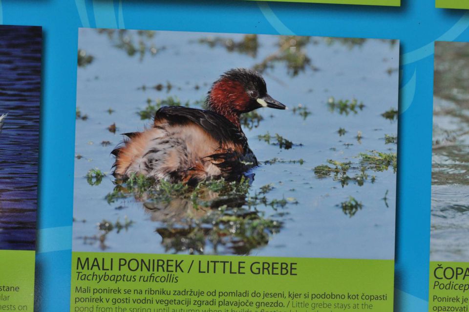 Ribnik Vrbje, eko park 4.5.2013 - foto povečava