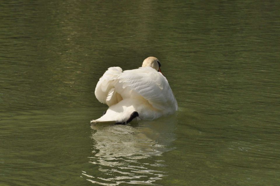 Ribnik Vrbje, eko park 4.5.2013 - foto povečava