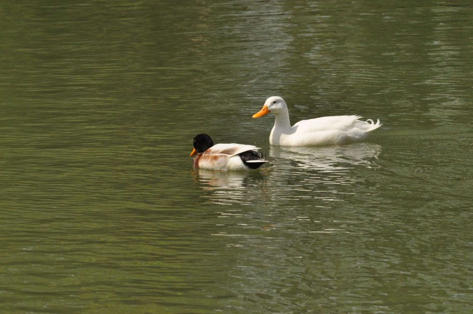 Ribnik Vrbje, eko park 4.5.2013 - foto povečava