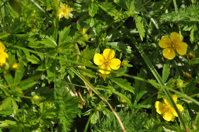 Pragozd Donačka gora 19.5.2013 - foto