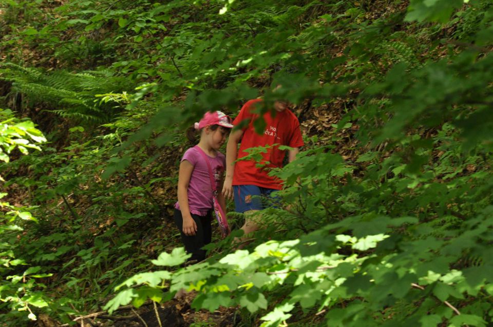 Pragozd Donačka gora 19.5.2013 - foto povečava