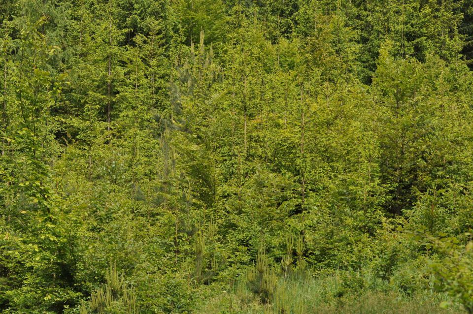 Limbarska gora, Braslovško jezero 26.5.2013 - foto povečava