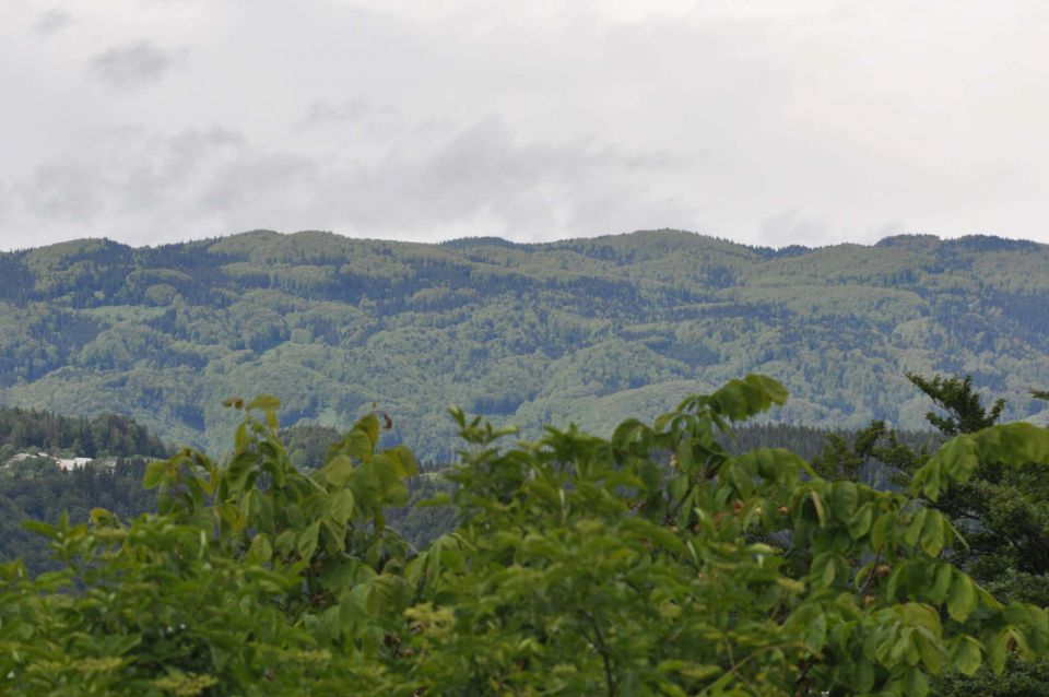 Limbarska gora, Braslovško jezero 26.5.2013 - foto povečava