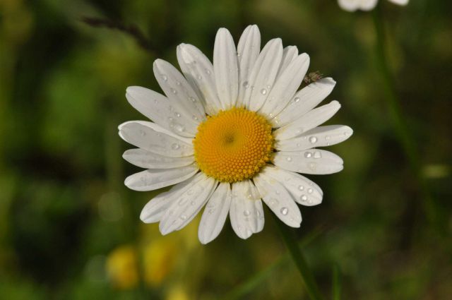 Limbarska gora, Braslovško jezero 26.5.2013 - foto