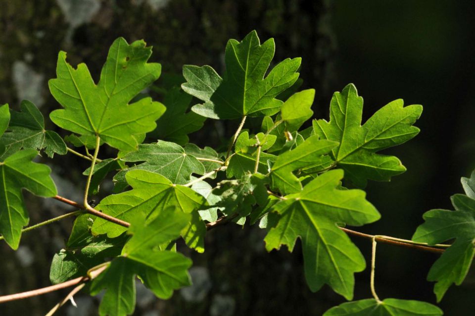 Limbarska gora, Braslovško jezero 26.5.2013 - foto povečava