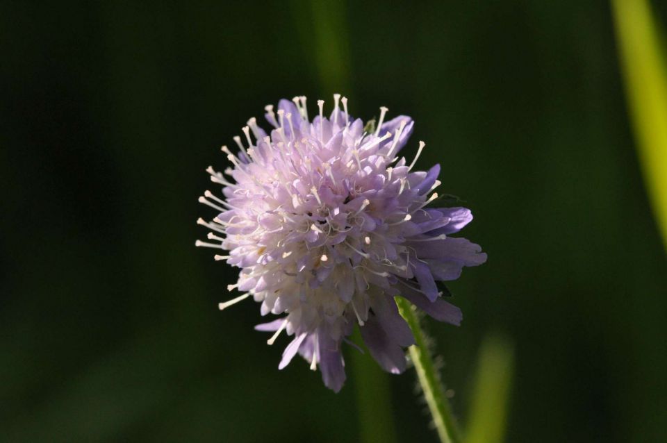 Limbarska gora, Braslovško jezero 26.5.2013 - foto povečava