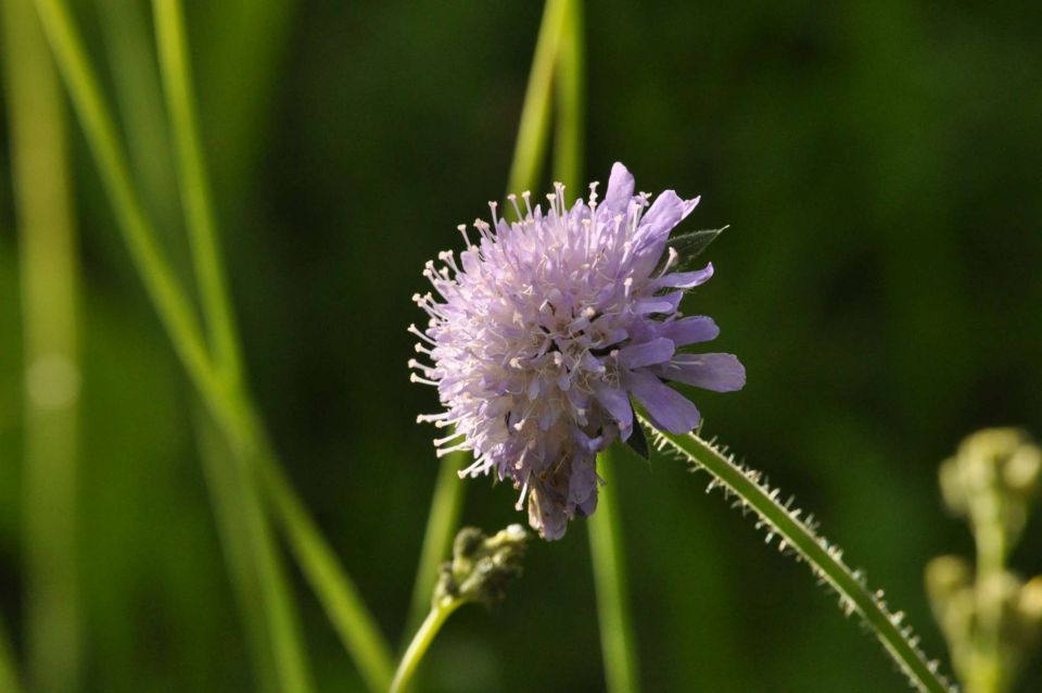 Limbarska gora, Braslovško jezero 26.5.2013 - foto povečava