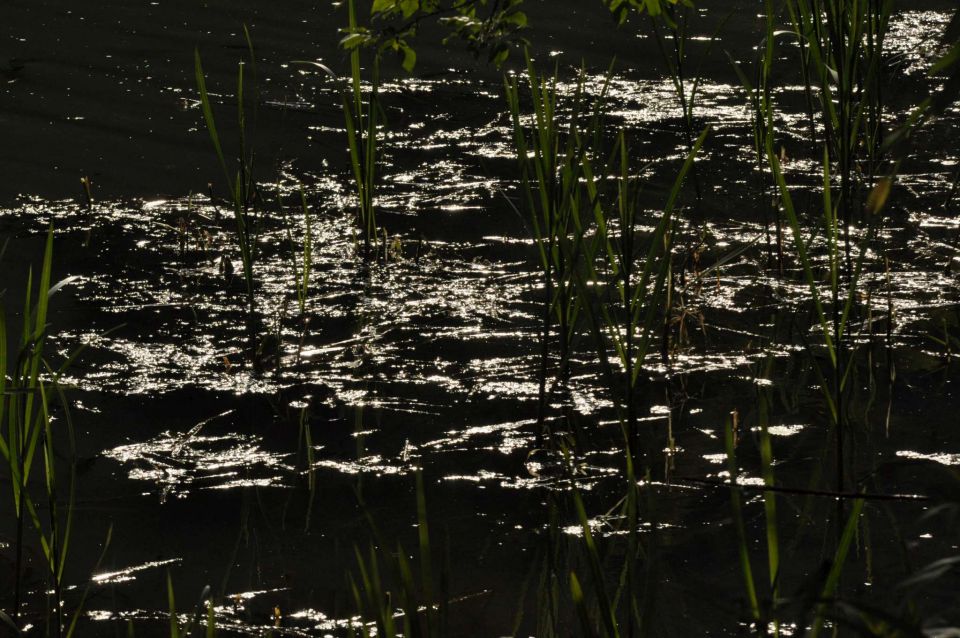 Limbarska gora, Braslovško jezero 26.5.2013 - foto povečava