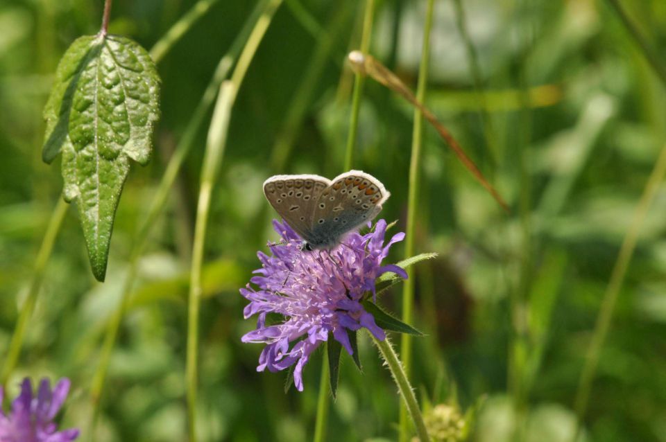 Šmohor 8.6.2013 - foto povečava