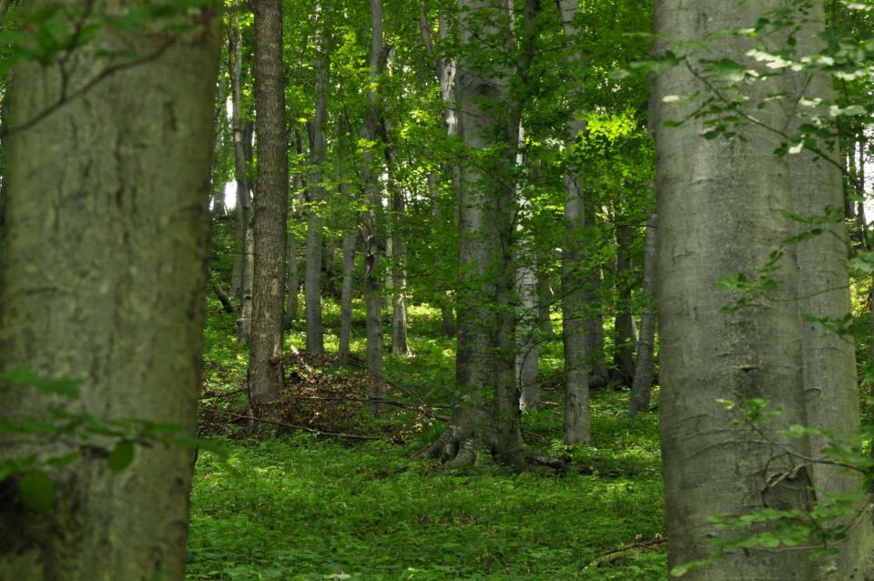 Šmohor 8.6.2013 - foto povečava