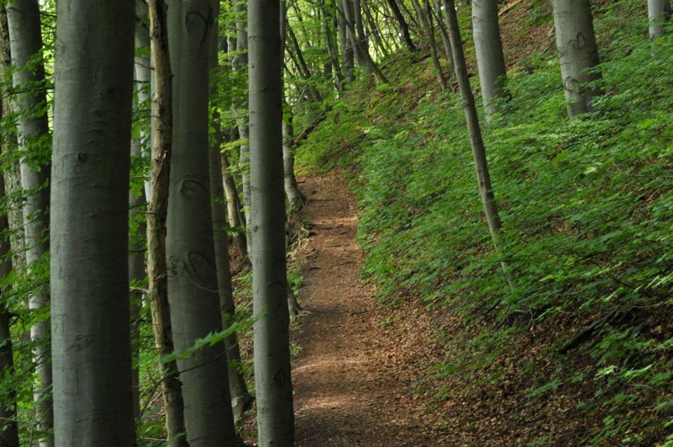 Šmohor 8.6.2013 - foto povečava